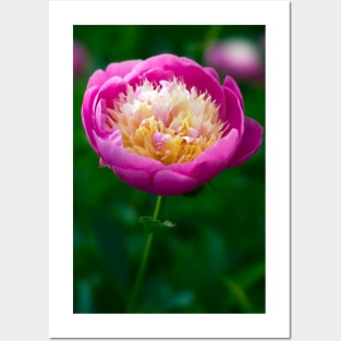 Pink Peony Posters and Art